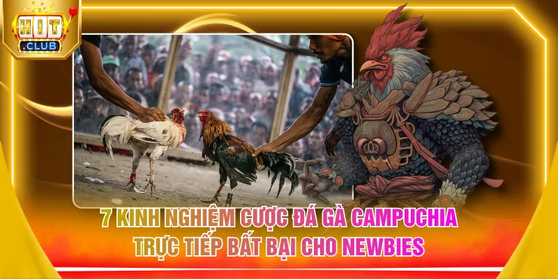 7 kinh nghiệm cược đá gà Campuchia trực tiếp bất bại cho newbies