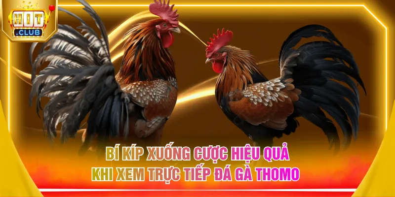 Bí kíp xuống cược hiệu quả khi xem trực tiếp đá gà Thomo