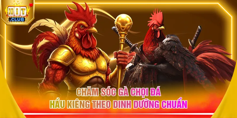 Chăm sóc gà chọi đá hầu kiêng theo dinh dưỡng chuẩn