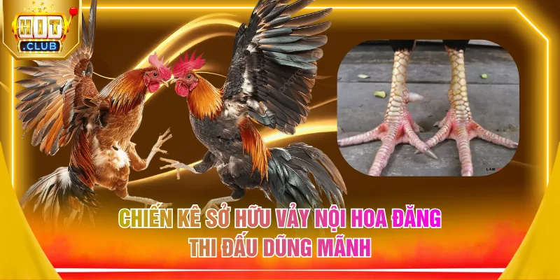 Chiến kê sở hữu vảy nội hoa đăng thi đấu dũng mãnh