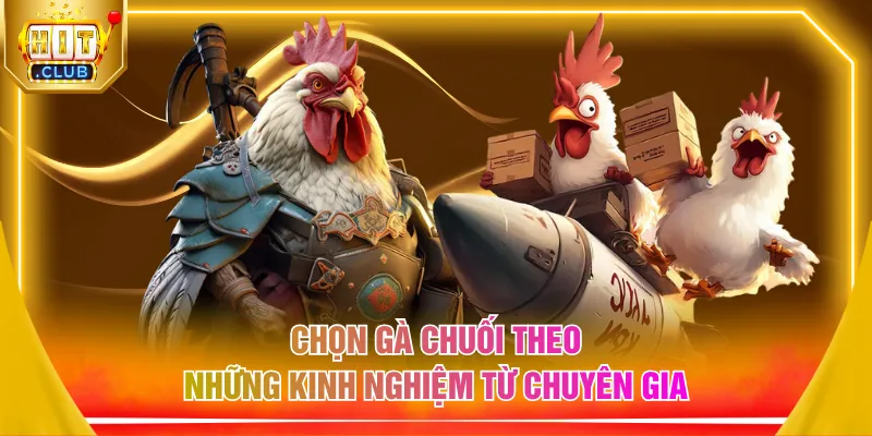 Chọn gà chuối theo những kinh nghiệm từ chuyên gia