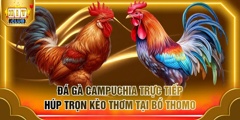 Đá gà Campuchia trực tiếp