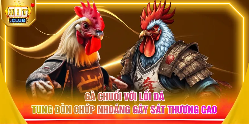 Gà chuối với lối đá tung đòn chớp nhoáng gây sát thương cao