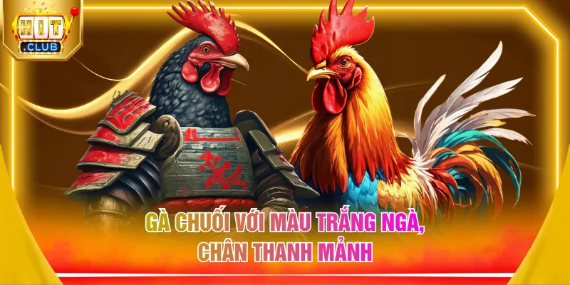 Gà chuối với màu trắng ngà, chân thanh mảnh