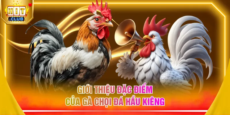 Giới thiệu đặc điểm của gà chọi đá hầu kiêng