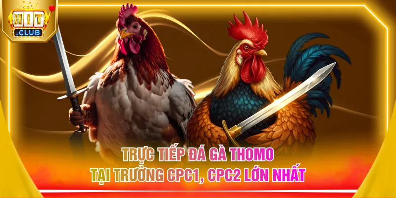 Trực tiếp đá gà Thomo tại trường CPC1, CPC2 lớn nhất