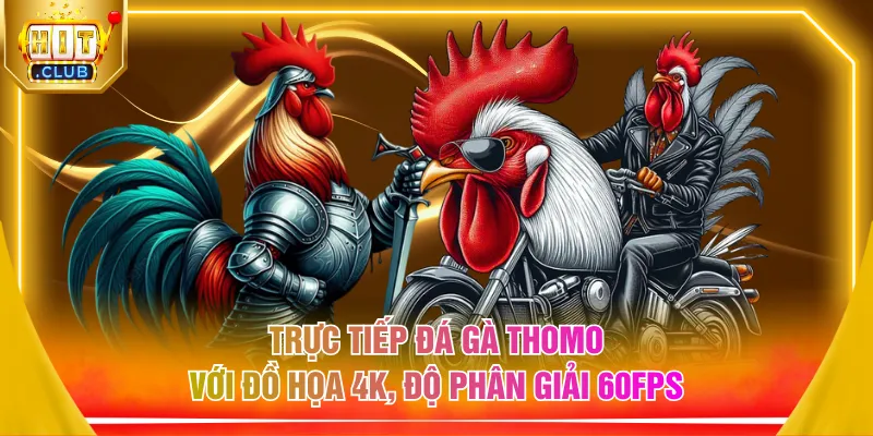Trực tiếp đá gà Thomo với đồ họa 4K, độ phân giải 60FPS